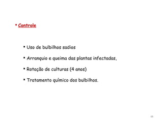  Controle
 Uso de bulbilhos sadios
 Arranquio e queima das plantas infectadas,
 Rotação de culturas (4 anos)
 Tratamento químico dos bulbilhos.
48
 