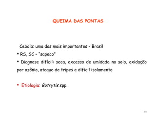 QUEIMA DAS PONTAS
 Cebola: uma das mais importantes - Brasil
 RS, SC – “sapeco”
 Diagnose difícil: seca, excesso de umidade no solo, oxidação
por ozônio, ataque de tripes e dificil isolamento
 Etiologia: Botrytis spp.
49
 