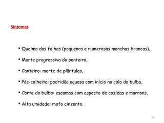 Sintomas
 Queima das folhas (pequenas e numerosas manchas brancas),
 Morte progressiva do ponteiro,
 Canteiro: morte de plântulas,
 Pós-colheita: podridão aquosa com início no colo do bulbo,
 Corte do bulbo: escamas com aspecto de cozidas e marrons,
 Alta umidade: mofo cinzento.
50
 