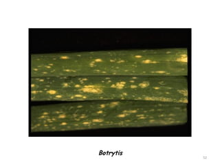 Botrytis
52
 