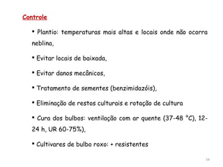 Controle
 Plantio: temperaturas mais altas e locais onde não ocorra
neblina,
 Evitar locais de baixada,
 Evitar danos mecânicos,
 Tratamento de sementes (benzimidazóis),
 Eliminação de restos culturais e rotação de cultura
 Cura dos bulbos: ventilação com ar quente (37-48 °C), 12-
24 h, UR 60-75%),
 Cultivares de bulbo roxo: + resistentes
54
 
