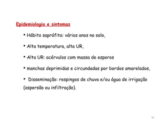 Epidemiologia e sintomas
 Hábito saprófita: vários anos no solo,
 Alta temperatura, alta UR,
 Alta UR: acérvulos com massa de esporos
 manchas deprimidas e circundadas por bordos amarelados,
 Disseminação: respingos de chuva e/ou água de irrigação
(aspersão ou infiltração).
56
 