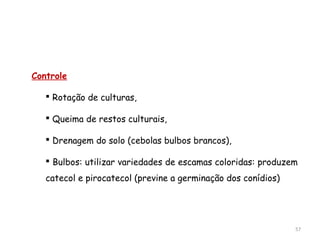 Controle
 Rotação de culturas,
 Queima de restos culturais,
 Drenagem do solo (cebolas bulbos brancos),
 Bulbos: utilizar variedades de escamas coloridas: produzem
catecol e pirocatecol (previne a germinação dos conídios)
57
 
