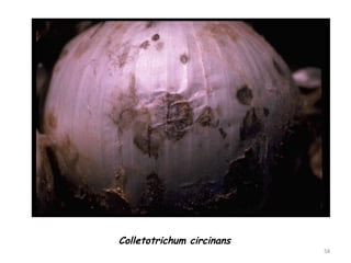 Colletotrichum circinans
58
 