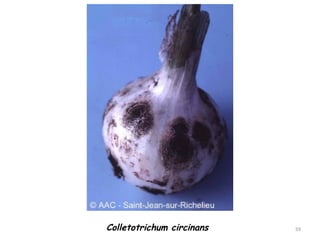 Colletotrichum circinans 59
 