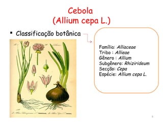 Cebola
(Allium cepa L.)
 Classificação botânica
Família: Alliaceae
Tribo : Allieae
Gênero : Allium
Subgênero: Rhizirideum
Secção: Cepa
Espécie: Allium cepa L.
6
 