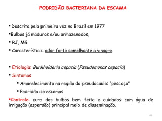 PODRIDÃO BACTERIANA DA ESCAMA
 Descrita pela primeira vez no Brasil em 1977
Bulbos já maduros e/ou armazenados,
 RJ, MG
 Característica: odor forte semelhante a vinagre
 Etiologia: Burkholderia cepacia (Pseudomonas cepacia)
 Sintomas
 Amarelecimento na região do pseudocaule: “pescoço”
 Podridão de escamas
Controle: cura dos bulbos bem feita e cuidados com água de
irrigação (aspersão) principal meio de disseminação.
60
 