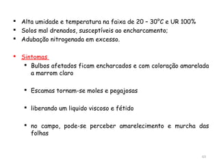  Alta umidade e temperatura na faixa de 20 – 30°C e UR 100%
 Solos mal drenados, susceptíveis ao encharcamento;
 Adubação nitrogenada em excesso.
 Sintomas
 Bulbos afetados ficam encharcados e com coloração amarelada
a marrom claro
 Escamas tornam-se moles e pegajosas
 liberando um liquido viscoso e fétido
 no campo, pode-se perceber amarelecimento e murcha das
folhas
63
 