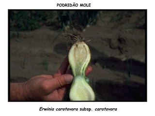 Erwinia carotovora subsp. carotovora
PODRIDÃO MOLE
 