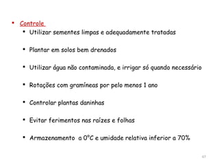  Controle
 Utilizar sementes limpas e adequadamente tratadas
 Plantar em solos bem drenados
 Utilizar água não contaminada, e irrigar só quando necessário
 Rotações com gramíneas por pelo menos 1 ano
 Controlar plantas daninhas
 Evitar ferimentos nas raízes e folhas
 Armazenamento a 0°C e umidade relativa inferior a 70%
67
 