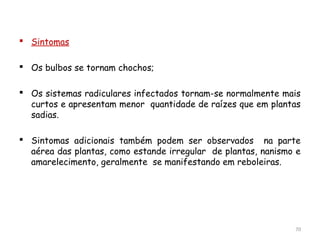  Sintomas
 Os bulbos se tornam chochos;
 Os sistemas radiculares infectados tornam-se normalmente mais
curtos e apresentam menor quantidade de raízes que em plantas
sadias.
 Sintomas adicionais também podem ser observados na parte
aérea das plantas, como estande irregular de plantas, nanismo e
amarelecimento, geralmente se manifestando em reboleiras.
70
 