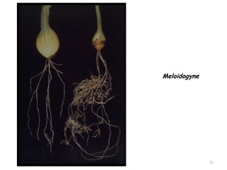 71
Meloidogyne
 