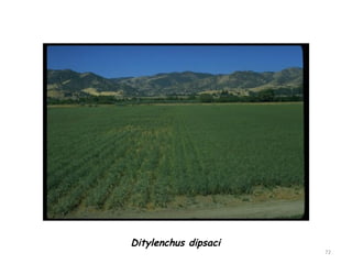 72
Ditylenchus dipsaci
 