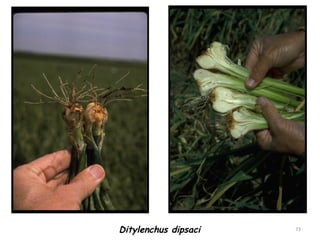 73Ditylenchus dipsaci
 