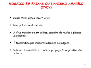 MOSAICO EM FAIXAS OU NANISMO AMARELO
(OYDV)
 Vírus: Onion yellow dwarf virus,
 Principal virose da cebola,
 O vírus mantém-se em bulbos, canteiro de mudas e plantas
voluntárias,
 É transmitido por inúmeras espécies de pulgões,
 Pode ser transmitido através da propagação vegetativa das
culturas.
75
 