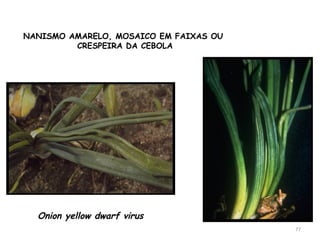 77
Onion yellow dwarf virus
NANISMO AMARELO, MOSAICO EM FAIXAS OU
CRESPEIRA DA CEBOLA
 