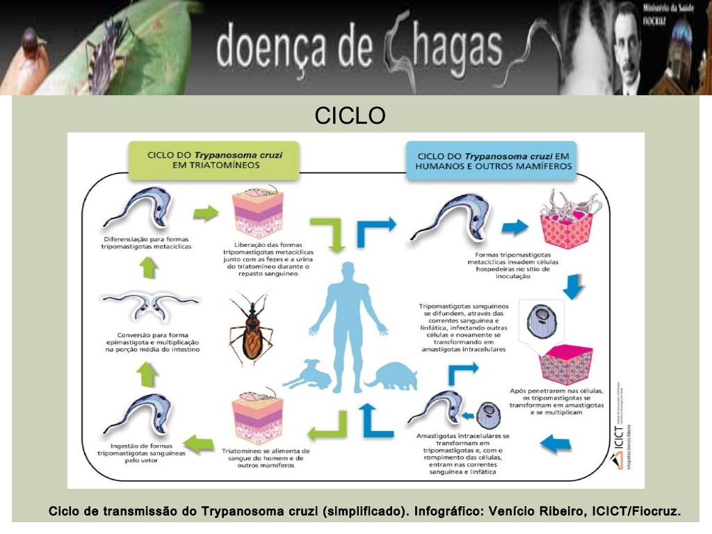 Com Relação A Doença De Chagas Indique