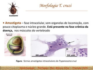 Morfologia T. cruzi
• Amastigota – fase intracelular, sem organelas de locomoção, com
pouco citoplasma e núcleo grande. Está presente na fase crônica da
doença, nos músculos do vertebrado
Figura : formas amastigotas intracelulares do Trypanosoma cruzi
Epidemiologia Professor: Msc. Márcio Silva Itaituba 2014
 