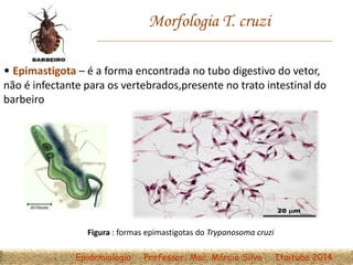 Morfologia T. cruzi
• Epimastigota – é a forma encontrada no tubo digestivo do vetor,
não é infectante para os vertebrados,presente no trato intestinal do
barbeiro
Figura : formas epimastigotas do Trypanosoma cruzi
Epidemiologia Professor: Msc. Márcio Silva Itaituba 2014
 