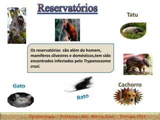 Os reservatórios são além do homem,
mamíferos silvestres e domésticos,tem sido
encontrados infectados pelo Trypanossoma
cruzi.
Epidemiologia Professor: Msc. Márcio Silva Itaituba 2014
 