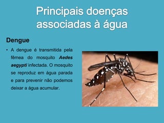 Dengue 
• A dengue é transmitida pela 
fêmea do mosquito Aedes 
aegypti infectada. O mosquito 
se reproduz em água parada 
e para prevenir não podemos 
deixar a água acumular. 
 