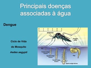 Dengue 
Ciclo de Vida 
do Mosquito 
Aedes aegypti 
 