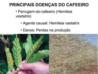 PRINCIPAIS DOENÇAS DO CAFEEIRO
• Ferrugem-do-cafeeiro (Hemileia
vastatrix)
• Agente causal: Hemileia vastatrix
• Danos: Perdas na produção
 