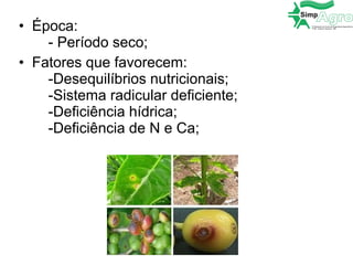 • Época:
- Período seco;
• Fatores que favorecem:
-Desequilíbrios nutricionais;
-Sistema radicular deficiente;
-Deficiência hídrica;
-Deficiência de N e Ca;
 