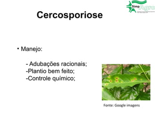 Cercosporiose
• Manejo:
- Adubações racionais;
-Plantio bem feito;
-Controle químico;
Fonte: Google imagens
 
