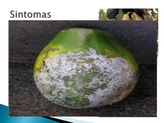  Intensa esporulação dos frutos .
 Micélio aspecto cotonoso.
 Fruto Enrugado.
 Queda prematura de frutos.
 