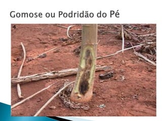 Agente causal: Phytophthora palmivora .
 É uma doença que ocorre principalmente em períodos
chuvosos e em solos com má drenagem, provocando
podridão de raízes e colo.
 Raramente ocorre no primeiro plantio.
 
