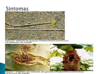  As raízes do mamoeiro são mais suscetíveis.
 Resultam no amarelecimento de folhas, desfolha
prematura e, ás vezes morte da planta.
 Outras vezes, o fungo destrói apenas uma porção das
raízes, antes da plantas tornarem –se resistentes com
a idade.
 Os tecidos parenquimatosos são destruídos, mas os
vasculares ficam intactos.
 