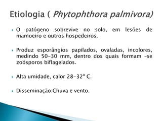  O patógeno sobrevive no solo, em lesões de
mamoeiro e outros hospedeiros.
 Produz esporângios papilados, ovaladas, incolores,
medindo 50-30 mm, dentro dos quais formam –se
zoósporos biflagelados.
 Alta umidade, calor 28-32º C.
 Disseminação:Chuva e vento.
 