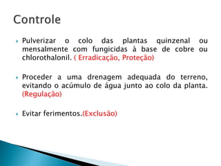  Pulverizar o colo das plantas quinzenal ou
mensalmente com fungicidas à base de cobre ou
chlorothalonil. ( Erradicação, Proteção)
 Proceder a uma drenagem adequada do terreno,
evitando o acúmulo de água junto ao colo da planta.
(Regulação)
 Evitar ferimentos.(Exclusão)
 
