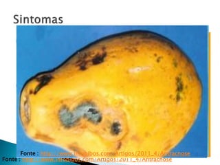  O fungo provoca uma lesão circular, deprimida, com
margem marrom-clara, produzindo na produzindo,
na porção central, massa de esporos de cor laranja
ou rosada.
 Outra tipo de infecção, atribuída a uma raça de
Colletotrichum, no início diminuta, irregular e
marrom, podendo se tornar superficial ou deprimida,
com margens encharcadas á medida que o fruto
amadurece.
Fonte : http://www.infobibos.com/Artigos/2011_4/Antracnose
Fonte : http://www.infobibos.com/Artigos/2011_4/Antracnose
 