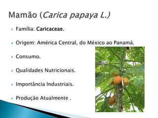  Família: Caricaceae.
 Origem: América Central, do México ao Panamá.
 Consumo.
 Qualidades Nutricionais.
 Importância Industriais.
 Produção Atualmente .
 
