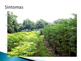  No geral planta de mamoeiro afetadas tornam –se
cloróticas.
 As folhas, além do mosaico podem apresentar
intensas deformações e bolhas que caracterizam-se
como áreas elevadas, de coloração verde-escura em
contraste acentuado com o restante da folha que
encontra-se amarelada.
 Os frutos verdes podem apresentar manchas
anelares, oleosas,ficando menos evidentes a medida
que amadurecem.
 