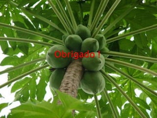 Doenças do mamoeiro.