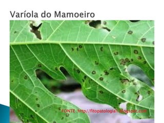  Agente Causal : Asperisporium caricae .
 Doenças em culturas mal conduzidas.
 É a doença mais comum do mamoeiro e ocorre tanto
em pomares comerciais como domésticos.
 Tem destacada importância devido à elevada
frequência que ocorre, bem como pelos danos que
causa, diminuindo o valor econômico dos frutos e
causando o enfraquecimento das plantas.
FONTE :http//fitopatologia1.blogspot.com
FONTE :http//fitopatologia1.blogspot.com
 