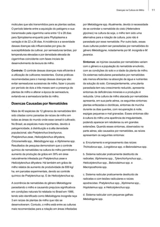 Doenças na Cultura do Milho

molicutes que são transmitidos para as plantas sadias.

por Meloidogyne spp. Atualmente, devido à necessidade

O período latente entre a aquisição do patógeno e sua

de se controlar o nematóide do cisto (Heterodera

transmissão pela cigarrinha varia entre 12 e 28 dias

glycines) na cultura da soja, o milho tem sido uma

para Spiroplasma enquanto para Phytoplasma a

alternativa para a rotação de cultura, pois não é

variação é de 22 a 26 dias. A incidência e a severidade

parasitado por esse nematóide. Por outro lado, essas

dessas doenças são influenciadas por grau de

duas culturas podem ser parasitadas por nematóides do

susceptibilidade da cultivar, por semeaduras tardias, por

gênero Meloidogyne, notadamente por M. incognita e M.

temperaturas elevadas e por densidade elevada de

javanica.

cigarrinhas coincidente com fases iniciais de
desenvolvimento da lavoura de milho.

Sintomas: as injúrias causadas por nematóides variam
com o gênero e a população do nematóide envolvido,

Controle: O controle dessas doenças mais eficiente é

com as condições do solo e a idade da planta de milho.

a utilização de cultivares resistentes. Outras práticas

Os sistemas radiculares parasitados por nematóides

recomendadas para o manejo dessas doenças são:

são menos eficientes na absorção de água e nutrientes

evitar semeaduras sucessivas de milho, fazer o pousio

da solução do solo. Conseqüentemente, uma planta

por período de dois a três meses sem a presença de

parasitada tem seu crescimento reduzido, apresenta

plantas de milho e alterar a época de semeadura,

sintomas de deficiências minerais e a produção é

evitando-se a semeadura tardia do milho.

reduzida. Uma cultura de milho atacada por nematóides

Doencas Causadas por Nematóides
Mais de 40 espécies de 12 gêneros de nematóides têm
sido citadas como parasitas de raízes de milho em
todas as áreas do mundo onde esse cereal é cultivado.
No Brasil, as espécies mais importantes, devido à
patogenicidade, à distribuição e à alta densidade
populacional, são Pratylenchus brachyurus,
Pratylenchus zeae, Helicotylenchus dihystera,

apresenta, em sua parte aérea, os seguintes sintomas:
plantas enfezadas e cloróticas, sintomas de murcha
durante os dias quentes, com recuperação à noite,
espigas pequenas e mal granadas. Esses sintomas dão
à cultura do milho uma aparência de irregularidade,
podendo aparecer em reboleiras ou em grandes
extensões. Quando esses sintomas, observados na
parte aérea, são causados por nematóides, as raízes
apresentam os seguintes sintomas:

Criconemella spp., Meloidogyne spp. e Xiphinema spp.

a. Encurtamento e engrossamento das raízes:

Resultados de pesquisa demonstram que o controle

Trichodorus spp., Longidorus spp. e Belonolaimus spp.

químico de nematóides na cultura do milho permitiram o
aumento da produção de grãos em 39% em área

b. Sistema radicular praticamente destituído de

naturalmente infestada por Pratylenchus zeae e

radicelas: Xiphinema spp., Tylenchorhynchus spp.,

Helicotylenchus dihystera. Há também em grãos de

Helicotylenchus spp., Belonolaimus spp. e

milho relatos de aumento de produtividade de 699 kg/

Macroposthonia spp.

ha, em parcelas experimentais, devido ao controle
químico de Pratylenchus sp. E de Helicotylenchus sp.

c. Sistema radicular praticamente destituído de
radicelas e com lesões radiculares e raízes

A ocorrência de nematóides do gênero Meloidogyne

apodrecidas: Pratylenchus spp., Xiphinema spp.,

parasitando o milho e causando prejuízos significativos

Hoplolaimus spp. e Helicotylenchus spp.

em condições naturais foi relatada no Brasil em 1986,
tendo sido identificado como Meloidogyne incognita raça

d. Sistema radicular com pequenas galhas:

3 em raízes de plantas de milho que não se

Meloidogyne spp.

desenvolveram. Contudo, o milho está entre as culturas
mais recomendadas para a rotação em áreas infestadas

11

 