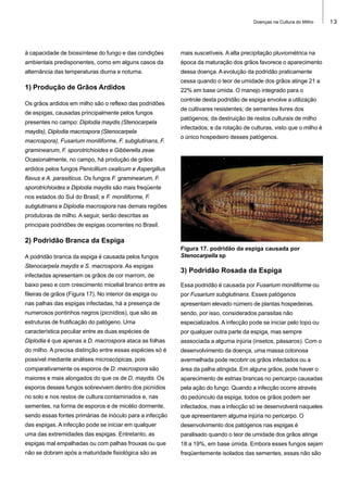 Doenças na Cultura do Milho

à capacidade de biossíntese do fungo e das condições

mais suscetíveis. A alta precipitação pluviométrica na

ambientais predisponentes, como em alguns casos da

época da maturação dos grãos favorece o aparecimento

alternância das temperaturas diurna e noturna.

dessa doença. A evolução da podridão praticamente
cessa quando o teor de umidade dos grãos atinge 21 a

1) Produção de Grãos Ardidos
Os grãos ardidos em milho são o reflexo das podridões
de espigas, causadas principalmente pelos fungos
presentes no campo: Diplodia maydis (Stenocarpela
maydis), Diplodia macrospora (Stenocarpela
macrospora), Fusarium moniliforme, F. subglutinans, F.

22% em base úmida. O manejo integrado para o
controle desta podridão de espiga envolve a utilização
de cultivares resistentes; de sementes livres dos
patógenos; da destruição de restos culturais de milho
infectados; e da rotação de culturas, visto que o milho é
o único hospedeiro desses patógenos.

graminearum, F. sporotrichioides e Gibberella zeae.
Ocasionalmente, no campo, há produção de grãos
ardidos pelos fungos Penicillium oxalicum e Aspergillus
flavus e A. parasiticus. Os fungos F. graminearum, F.
sporotrichioides e Diplodia maydis são mais freqüente
nos estados do Sul do Brasil; e F. moniliforme, F.
subglutinans e Diplodia macrospora nas demais regiões
produtoras de milho. A seguir, serão descritas as
principais podridões de espigas ocorrentes no Brasil.

2) Podridão Branca da Espiga
A podridão branca da espiga é causada pelos fungos
Stenocarpela maydis e S. macrospora. As espigas
infectadas apresentam os grãos de cor marrom, de

Figura 17. podridão da espiga causada por
Stenocarpella sp

3) Podridão Rosada da Espiga

baixo peso e com crescimento micelial branco entre as

Essa podridão é causada por Fusarium moniliforme ou

fileiras de grãos (Figura 17). No interior da espiga ou

por Fusarium subglutinans. Esses patógenos

nas palhas das espigas infectadas, há a presença de

apresentam elevado número de plantas hospedeiras,

numerosos pontinhos negros (picnídios), que são as

sendo, por isso, considerados parasitas não

estruturas de frutificação do patógeno. Uma

especializados. A infecção pode se iniciar pelo topo ou

característica peculiar entre as duas espécies de

por qualquer outra parte da espiga, mas sempre

Diplodia é que apenas a D. macrospora ataca as folhas

asssociada a alguma injúria (insetos, pássaros). Com o

do milho. A precisa distinção entre essas espécies só é

desenvolvimento da doença, uma massa cotonosa

possível mediante análises microscópicas, pois

avermelhada pode recobrir os grãos infectados ou a

comparativamente os esporos de D. macrospora são

área da palha atingida. Em alguns grãos, pode haver o

maiores e mais alongados do que os de D. maydis. Os

aparecimento de estrias brancas no pericarpo causadas

esporos desses fungos sobrevivem dentro dos picnídios

pela ação do fungo. Quando a infecção ocorre através

no solo e nos restos de cultura contaminados e, nas

do pedúnculo da espiga, todos os grãos podem ser

sementes, na forma de esporos e de micélio dormente,

infectados, mas a infecção só se desenvolverá naqueles

sendo essas fontes primárias de inóculo para a infecção

que apresentarem alguma injúria no pericarpo. O

das espigas. A infecção pode se iniciar em qualquer

desenvolvimento dos patógenos nas espigas é

uma das extremidades das espigas. Entretanto, as

paralisado quando o teor de umidade dos grãos atinge

espigas mal empalhadas ou com palhas frouxas ou que

18 a 19%, em base úmida. Embora esses fungos sejam

não se dobram após a maturidade fisiológica são as

freqüentemente isolados das sementes, essas não são

13

 