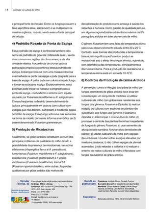 14

Doenças na Cultura do Milho

a principal fonte de inóculo. Como os fungos possuem a

desvalorização do produto e uma ameaça à saúde dos

fase saprofítica ativa, sobrevivem e se multiplicam na

rebanhos e humana. Como padrão de qualidade,tem-se,

matéria orgânica, no solo, sendo essa a fonte principal

em algumas agroindústrias a tolerância máxima de 6%

de inóculo.

para grãos ardidos em lotes comerciais de milho.

4) Podridão Rosada da Ponta da Espiga

O gênero Fusarium tem uma faixa de temperatura ótima
para o seu desenvolvimento situada entre 20 a 25º C.

Essa podridão de espiga é conhecida também pelo

Contudo, suas toxinas são produzidas a temperaturas

nome de podridão de giberela (Gibberella zeae), sendo

baixas; isto significa que Fusarium produz as

mais comum em regiões de clima ameno e de alta

micotoxinas sob o efeito de choque térmico, sobretudo

umidade relativa. A ocorrência de chuvas após a

com alternância das temperaturas, principalmente a

polinização propicia a ocorrência dessa podridão de

diurna e a noturna. Para a produção de zearalenona, a

espiga. A doença inicia-se com uma massa cotonosa

temperatura ótima está em torno de 10-12°C.

avermelhada na ponta da espiga e pode progredir para a
base da espiga. A palha pode ser colonizada pelo fungo

6) Controle da Produção de Grãos Ardidos

e tornar-se colada na espiga. Ocasionalmente, essa
podridão pode iniciar-se na base e progredir para a

A prevenção contra a infecção dos grãos de milho por

ponta da espiga, confundindo o sintoma com aquele

fungos promotores de grãos ardidos deve levar em

causado por Fusarium moniliforme ou F. subglutinans.

consideração um conjunto de medidas: a) utilizar

Chuvas freqüentes no final do desenvolvimento da

cultivares de milho com grãos mais resistentes aos

cultura, principalmente em lavoura com cultivar com

fungos dos gêneros Fusarium e Diplodia; b) realizar

espigas que não dobram, aumentam a incidência dessa

rotação de culturas com espécies de plantas não

podridão de espiga. Esse fungo sobrevive nas sementes

suscetíveis aos fungos dos gêneros Fusarium e

na forma de micélio dormente. A forma anamórfica de G.

Diplodia; c) interromper o monocultivo do milho; d)

zeae é denominada Fusarium graminearum.

promover o controle das plantas daninhas hospedeiras
de fungos do gênero Fusarium; e) usar sementes de

5) Produção de Micotoxinas

alta qualidade sanitária; f) evitar altas densidades de
plantio; g) utilizar cultivares de milho com espigas

Atualmente, os grãos ardidos constituem-se num dos

decumbentes; h) evitar colher espigas atacadas por

principais problemas de qualidade do milho devido a

insetos e pássaros; i) não colher espigas de plantas

possibilidade da presença de micotoxinas, tais como

acamadas; j) não retardar a colheita e k) realizar o

aflatoxinas (Aspergillus flavus e A. parasiticus),

enterrio de restos culturais de milho infectados com

fumonisinas (Fusarium moniliforme e F. subglutinans),

fungos causadores de grãos ardidos.

zearalenona (Fusarium graminearum e F. poae),
vomitoxinas (Fusarium moniliforme), toxina T-2
(Fusarium sporotrichioides), entre outras. As perdas
qualitativas por grãos ardidos são motivos de

Circular
Técnica, 83

Exemplares desta edição podem ser adquiridos na:
Embrapa Milho e Sorgo
Endereço: MG 424 Km 45 Caixa Postal 151 CEP
35701-970 Sete Lagoas, MG
Fone: (31) 3779 1000
Fax: (31) 3779 1088
E-mail: sac@cnpms.embrapa.br
1a edição
1a impressão (2006): 200 exemplares

Comitê de
publicações

Expediente

Presidente: Antônio Álvaro Corsetti Purcino
Secretário-Executivo: Cláudia Teixeira Guimarães
Membros: Carlos Roberto Casela, Flávia França
Teixeira, Camilo de Lelis Teixeira de Andrade,
José Hamilton Ramalho, Jurandir Vieira Magalhães

Editoração eletrônica: Tânia Mara Assunção Barbosa

 