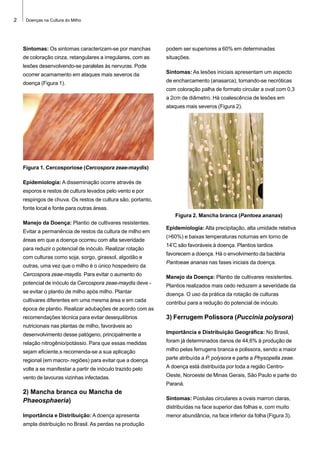 2

Doenças na Cultura do Milho

Sintomas: Os sintomas caracterizam-se por manchas

podem ser superiores a 60% em determinadas

de coloração cinza, retangulares a irregulares, com as

situações.

lesões desenvolvendo-se paralelas às nervuras. Pode
ocorrer acamamento em ataques mais severos da

Sintomas: As lesões iniciais apresentam um aspecto

doença (Figura 1).

de encharcamento (anasarca), tornando-se necróticas
com coloração palha de formato circular a oval com 0,3
a 2cm de diâmetro. Há coalescência de lesões em
ataques mais severos (Figura 2).

Figura 1. Cercosporiose (Cercospora zeae-maydis)
Epidemiologia: A disseminação ocorre através de
esporos e restos de cultura levados pelo vento e por
respingos de chuva. Os restos de cultura são, portanto,
fonte local e fonte para outras áreas.
Figura 2. Mancha branca (Pantoea ananas)
Manejo da Doença: Plantio de cultivares resistentes.
Evitar a permanência de restos da cultura de milho em
áreas em que a doença ocorreu com alta severidade
para reduzir o potencial de inóculo. Realizar rotação
com culturas como soja, sorgo, girassol, algodão e
outras, uma vez que o milho é o único hospedeiro da
Cercospora zeae-maydis. Para evitar o aumento do
potencial de inóculo da Cercospora zeae-maydis deve -

Epidemiologia: Alta precipitação, alta umidade relativa
(>60%) e baixas temperaturas noturnas em torno de
14ºC são favoráveis à doença. Plantios tardios
favorecem a doença. Há o envolvimento da bactéria
Pantoeae ananas nas fases iniciais da doença.
Manejo da Doença: Plantio de cultivares resistentes.
Plantios realizados mais cedo reduzem a severidade da

se evitar o plantio de milho após milho. Plantar

doença. O uso da prática da rotação de culturas

cultivares diferentes em uma mesma área e em cada

contribui para a redução do potencial de inóculo.

época de plantio. Realizar adubações de acordo com as
recomendações técnica para evitar desequilíbrios

3) Ferrugem Polissora (Puccinia polysora)

nutricionais nas plantas de milho, favoráveis ao
desenvolvimento desse patógeno, principalmente a

Importância e Distribuição Geográfica: No Brasil,

relação nitrogênio/potássio. Para que essas medidas

foram já determinados danos de 44,6% à produção de

sejam eficiente,s recomenda-se a sua aplicação

milho pelas ferrugens branca e polissora, sendo a maior

regional (em macro- regiões) para evitar que a doença

parte atribuída a P. polysora e parte a Physopella zeae.

volte a se manifestar a partir de inóculo trazido pelo

A doença está distribuída por toda a região Centro-

vento de lavouras vizinhas infectadas.

Oeste, Noroeste de Minas Gerais, São Paulo e parte do
Paraná.

2) Mancha branca ou Mancha de
Phaeosphaeria)

Sintomas: Pústulas circulares a ovais marron claras,
distribuídas na face superior das folhas e, com muito

Importância e Distribuição: A doença apresenta
ampla distribuição no Brasil. As perdas na produção

menor abundância, na face inferior da folha (Figura 3).

 