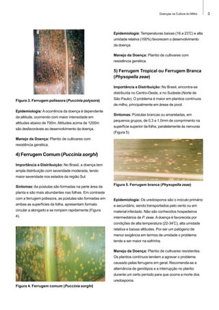 Doenças na Cultura do Milho

Epidemiologia: Temperaturas baixas (16 a 23ºC) e alta
umidade relativa (100%) favorecem o desenvolvimento
da doença.
Manejo da Doença: Plantio de cultivares com
resistência genética.

5) Ferrugem Tropical ou Ferrugem Branca
(Physopella zeae)
Importância e Distribuição: No Brasil, encontra-se
distribuída no Centro-Oeste, e no Sudeste (Norte de
Figura 3. Ferrugem polissora (Puccinia polysora)

São Paulo). O problema é maior em plantios contínuos
de milho, principalmente em áreas de pivot.

Epidemiologia: A ocorrência da doença é dependente
da altitude, ocorrendo com maior intensidade em
altitudes abaixo de 700m. Altitudes acima de 1200m
são desfavoráveis ao desenvolvimento da doença.

Sintomas: Pústulas brancas ou amareladas, em
pequenos grupos, de 0,3 a 1,0mm de comprimento na
superfície superior da folha, paralelamente às nervuras
(Figura 5).

Manejo da Doença: Plantio de cultivares com
resistência genética.

4) Ferrugem Comum (Puccinia sorghi)
Importância e Distribuição: No Brasil, a doença tem
ampla distribuição com severidade moderada, tendo
maior severidade nos estados da região Sul.
Sintomas: As pústulas são formadas na parte área da

Figura 5. Ferrugem branca (Physopella zeae)

planta e são mais abundantes nas folhas. Em contraste
com a ferrugem polissora, as pústulas são formadas em

Epidemiologia: Os uredosporos são o inóculo primário

ambas as superfícies da folha, apresentam formato

e secundário, sendo transportados pelo vento ou em

circular a alongado e se rompem rapidamente (Figura

material infectado. Não são conhecidos hospedeiros

4).

intermediários de P. zeae. A doença é favorecida por
condições de alta temperatura (22-34ºC), alta umidade
relativa e baixas altitudes. Por ser um patógeno de
menor exigência em termos de umidade o problema
tende a ser maior na safrinha.
Manejo da Doença: Plantio de cultivares resistentes.
Os plantios contínuos tendem a agravar o problema
causado pelas ferrugens em geral. Recomenda-se a
alternância de genótipos e a interrupção no plantio
durante um certo período para que ocorra a morte dos
uredosporos.

Figura 4. Ferrugem comum (Puccinia sorghi)

3

 