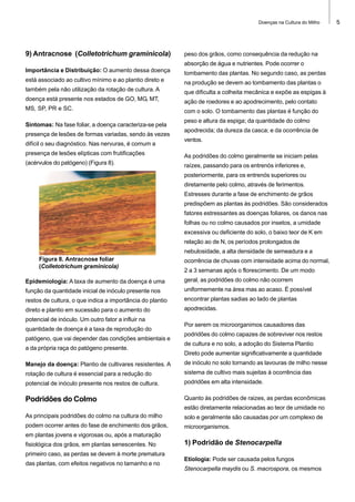 Doenças na Cultura do Milho

9) Antracnose (Colletotrichum graminicola)

peso dos grãos, como consequência da redução na
absorção de água e nutrientes. Pode ocorrer o

Importância e Distribuição: O aumento dessa doença

tombamento das plantas. No segundo caso, as perdas

está associado ao cultivo mínimo e ao plantio direto e

na produção se devem ao tombamento das plantas o

também pela não utilização da rotação de cultura. A

que dificulta a colheita mecânica e expõe as espigas à

doença está presente nos estados de GO, MG, MT,

ação de roedores e ao apodrecimento, pelo contato

MS, SP, PR e SC.

com o solo. O tombamento das plantas é função do

Sintomas: Na fase foliar, a doença caracteriza-se pela
presença de lesões de formas variadas, sendo às vezes
difícil o seu diagnóstico. Nas nervuras, é comum a

peso e altura da espiga; da quantidade do colmo
apodrecida; da dureza da casca; e da ocorrência de
ventos.

presença de lesões elípticas com frutificações

As podridões do colmo geralmente se iniciam pelas

(acérvulos do patógeno) (Figura 8).

raízes, passando para os entrenós inferiores e,
posteriormente, para os entrenós superiores ou
diretamente pelo colmo, através de ferimentos.
Estresses durante a fase de enchimento de grãos
predispõem as plantas às podridões. São considerados
fatores estressantes as doenças foliares, os danos nas
folhas ou no colmo causados por insetos, a umidade
excessiva ou deficiente do solo, o baixo teor de K em
relação ao de N, os períodos prolongados de
nebulosidade, a alta densidade de semeadura e a

Figura 8. Antracnose foliar
(Colletotrichum graminicola)

ocorrência de chuvas com intensidade acima do normal,
2 a 3 semanas após o florescimento. De um modo

Epidemiologia: A taxa de aumento da doença é uma

geral, as podridões do colmo não ocorrem

função da quantidade inicial de inóculo presente nos

uniformemente na área mas ao acaso. É possível

restos de cultura, o que indica a importância do plantio

encontrar plantas sadias ao lado de plantas

direto e plantio em sucessão para o aumento do

apodrecidas.

potencial de inóculo. Um outro fator a influir na
quantidade de doença é a taxa de reprodução do
patógeno, que vai depender das condições ambientais e
a da própria raça do patógeno presente.

Por serem os microorganimos causadores das
podridões do colmo capazes de sobreviver nos restos
de cultura e no solo, a adoção do Sistema Plantio
Direto pode aumentar significativamente a quantidade

Manejo da doença: Plantio de cultivares resistentes. A

de inóculo no solo tornando as lavouras de milho nesse

rotação de cultura é essencial para a redução do

sistema de cultivo mais sujeitas à ocorrência das

potencial de inóculo presente nos restos de cultura.

podridões em alta intensidade.

Podridões do Colmo

Quanto às podridões de raizes, as perdas econômicas
estão diretamente relacionadas ao teor de umidade no

As principais podridões do colmo na cultura do milho

solo e geralmente são causadas por um complexo de

podem ocorrer antes do fase de enchimento dos grãos,

microorganismos.

em plantas jovens e vigorosas ou, após a maturação
fisiológica dos grãos, em plantas senescentes. No
primeiro caso, as perdas se devem à morte prematura
das plantas, com efeitos negativos no tamanho e no

1) Podridão de Stenocarpella
Etiologia: Pode ser causada pelos fungos
Stenocarpella maydis ou S. macrospora, os mesmos

5

 