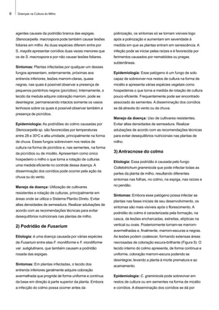 6

Doenças na Cultura do Milho

agentes causais da podridão branca das espigas.

polinização, os sintomas só se tornam visíveis logo

Stenocarpella. macrospora pode também causar lesões

após a polinização e aumentam em severidade à

foliares em milho As duas espécies diferem entre por

medida em que as plantas entram em senescência. A

S. maydis apresentar conídios duas vezes menores que

infeção pode se iniciar pelas raízes e é favorecida por

os de S. macrospora e por não causar lesões foliares.

ferimentos causados por nematóides ou pragas
subterrâneas.

Sintomas: Plantas infectadas por qualquer um desses
fungos apresentam, externamente, próximas aos

Epidemiologia: Esse patógeno é um fungo de solo

entrenós inferiores, lesões marrom-claras, quase

capaz de sobreviver nos restos de cultura na forma de

negras, nas quais é possível observar a presença de

micélio e apresenta várias espécies vegetais como

pequenos pontinhos negros (picnídios). Internamente, o

hospedeiras o que torna a medida de rotação de cultura

tecido da medula adquire coloração marrom, pode se

pouco eficiente. Frequentemente pode ser encontrado

desintegrar, permanecendo intactos somente os vasos

associado às sementes. A disseminação dos conídios

lenhosos sobre os quais é possível observar também a

se dá através do vento ou da chuva.

presença de picnídios.
Manejo da doença: Uso de cultivares resistentes.
Epidemiologia: As podridões do colmo causadas por

Evitar altas densidades de semeadura. Realizar

Stenocarpella sp. são favorecidas por temperaturas

adubações de acordo com as recomendações técnicas

o

entre 28 e 30 C e alta umidade, principalmente na forma

para evitar desequilibrios nutricionais nas plantas de

de chuva. Esses fungos sobrevivem nos restos de

milho.

cultura na forma de picnídios e, nas sementes, na forma
de picnídios ou de micélio. Apresentam como único
hospedeiro o milho o que torna a rotação de culturas
uma medida eficiente no controle dessa doença. A
disseminação dos conídios pode ocorrer pela ação da
chuva ou do vento.
Manejo da doença: Utilização de cultivares
resistentes e rotação de culturas, principalmente em
áreas onde se utiliza o Sistema Plantio Direto. Evitar
altas densidades de semeadura. Realizar adubações de
acordo com as recomendações técnicas para evitar
desequilíbrios nutricionais nas plantas de milho.

2) Podridão de Fusarium

3) Antracnose do colmo
Etiologia: Essa podridão é causada pelo fungo
Colletotrichum graminicola que pode infectar todas as
partes da planta de milho, resultando diferentes
sintomas nas folhas, no colmo, na espiga, nas raízes e
no pendão.
Sintomas: Embora esse patógeno possa infectar as
plantas nas fases iniciais de seu desenvolvimento, os
sintomas são mais visíveis após o florescimento. A
podridão do colmo é caracterizada pela formação, na
casca, de lesões encharcadas, estreitas, elípticas na
vertical ou ovais. Posteriormente tornam-se marromavermelhadas e, finalmente, marrom-escuras a negras.

Etiologia: é uma doença causada por várias espécies

As lesões podem coalescer, formando extensas áreas

de Fusarium entre elas F. moniliforme e F. moniliforme

necrosadas de coloração escura-brilhante (Figura 9). O

var. subglutinans, que também causam a podridão

tecido interno do colmo apresenta, de forma contínua e

rosada das espigas.

uniforme, coloração marrom-escura podendo se
desintegrar, levando a planta à morte prematura e ao

Sintomas: Em plantas infectadas, o tecido dos

acamamento.

entrenós inferiores geralmente adquire coloração
avermelhada que progride de forma uniforme e contínua

Epidemiologia: C. graminicola pode sobreviver em

da base em direção à parte superior da planta. Embora

restos de cultura ou em sementes na forma de micélio

a infecção do colmo possa ocorrer antes da

e conídios. A disseminação dos conídios se dá por

 