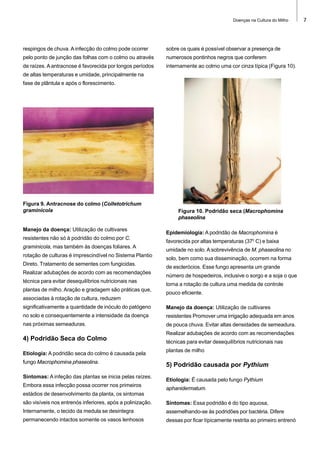 Doenças na Cultura do Milho

respingos de chuva. A infecção do colmo pode ocorrer

sobre os quais é possível observar a presença de

pelo ponto de junção das folhas com o colmo ou através

numerosos pontinhos negros que conferem

de raízes. A antracnose é favorecida por longos períodos

internamente ao colmo uma cor cinza típica (Figura 10).

de altas temperaturas e umidade, principalmente na
fase de plântula e após o florescimento.

Figura 9. Antracnose do colmo (Colletotrichum
graminicola

Manejo da doença: Utilização de cultivares
resistentes não só à podridão do colmo por C.
graminicola, mas também às doenças foliares. A
rotação de culturas é imprescindível no Sistema Plantio
Direto. Tratamento de sementes com fungicidas.
Realizar adubações de acordo com as recomendações
técnica para evitar desequilíbrios nutricionais nas
plantas de milho. Aração e gradagem são práticas que,

Figura 10. Podridão seca (Macrophomina
phaseolina
Epidemiologia: A podridão de Macrophomina é
favorecida por altas temperaturas (370 C) e baixa
umidade no solo. A sobrevivência de M. phaseolina no
solo, bem como sua disseminação, ocorrem na forma
de esclerócios. Esse fungo apresenta um grande
número de hospedeiros, inclusive o sorgo e a soja o que
torna a rotação de cultura uma medida de controle
pouco eficiente.

associadas à rotação de cultura, reduzem
significativamente a quantidade de inóculo do patógeno

Manejo da doença: Utilização de cultivares

no solo e consequentemente a intensidade da doença

resistentes Promover uma irrigação adequada em anos

nas próximas semeaduras.

de pouca chuva. Evitar altas densidades de semeadura.

4) Podridão Seca do Colmo
Etiologia: A podridão seca do colmo é causada pela
fungo Macrophomina phaseolina.
Sintomas: A infeção das plantas se inicia pelas raízes.
Embora essa infecção possa ocorrer nos primeiros

Realizar adubações de acordo com as recomendações
técnicas para evitar desequilíbrios nutricionais nas
plantas de milho

5) Podridão causada por Pythium
Etiologia: É causada pelo fungo Pythium
aphanidermatum.

estádios de desenvolvimento da planta, os sintomas
são visíveis nos entrenós inferiores, após a polinização.

Sintomas: Essa podridão é do tipo aquosa,

Internamente, o tecido da medula se desintegra

assemelhando-se às podridões por bactéria. Difere

permanecendo intactos somente os vasos lenhosos

dessas por ficar típicamente restrita ao primeiro entrenó

7

 
