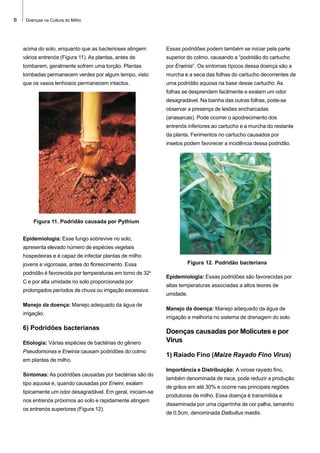 8

Doenças na Cultura do Milho

acima do solo, enquanto que as bacterioses atingem

Essas podridões podem também se iniciar pela parte

vários entrenós (Figura 11). As plantas, antes de

superior do colmo, causando a “podridão do cartucho

tombarem, geralmente sofrem uma torção. Plantas

por Erwinia”. Os sintomas típicos dessa doença são a

tombadas permanecem verdes por algum tempo, visto

murcha e a seca das folhas do cartucho decorrentes de

que os vasos lenhosos permanecem intactos.

uma podridão aquosa na base desse cartucho. As
folhas se desprendem facilmente e exalam um odor
desagradável. Na bainha das outras folhas, pode-se
observar a presença de lesões encharcadas
(anasarcas). Pode ocorrer o apodrecimento dos
entrenós inferiores ao cartucho e a murcha do restante
da planta. Ferimentos no cartucho causados por
insetos podem favorecer a incidência dessa podridão.

Figura 11. Podridão causada por Pythium
Epidemiologia: Esse fungo sobrevive no solo,
apresenta elevado número de espécies vegetais
hospedeiras e é capaz de infectar plantas de milho
jovens e vigorosas, antes do florescimento. Essa
podridão é favorecida por temperaturas em torno de 32o
C e por alta umidade no solo proporcionada por
prolongados períodos de chuva ou irrigação excessiva.
Manejo da doença: Manejo adequado da água de
irrigação.

6) Podridões bacterianas
Etiologia: Várias espécies de bactérias do gênero
Pseudomonas e Erwinia causam podridões do colmo
em plantas de milho.
Sintomas: As podridões causadas por bactérias são do
tipo aquosa e, quando causadas por Erwini, exalam
tipicamente um odor desagradável. Em geral, iniciam-se
nos entrenós próximos ao solo e rapidamente atingem
os entrenós superiores (Figura 12).

Figura 12. Podridão bacteriana
Epidemiologia: Essas podridões são favorecidas por
altas temperaturas associadas a altos teores de
umidade.
Manejo da doença: Manejo adequado da água de
irrigação e melhoria no sistema de drenagem do solo.

Doenças causadas por Molicutes e por
Vírus
1) Raiado Fino (Maize Rayado Fino Virus)
Importância e Distribuição: A virose rayado fino,
também denominada de risca, pode reduzir a produção
de grãos em até 30% e ocorre nas principais regiões
produtoras de milho. Essa doença é transmitida e
disseminada por uma cigarrinha de cor palha, tamanho
de 0,5cm, denominada Dalbullus maidis.

 