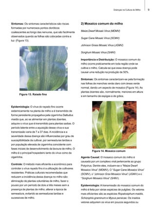 Doenças na Cultura do Milho

Sintomas: Os sintomas característicos são riscas

2) Mosaico comum do milho

formadas por numerosos pontos cloróticos
coalescentes ao longo das nervuras, que são facilmente
observados quando as folhas são colocadas contra a

Maize Dwarf Mosaic Virus (MDMV)
Sugar Cane Mosaic Virus (SCMV)

luz (Figura 13).
Johnson Grass Mosaic Virus (JGMV)
Sorghum Mosaic Virus (SrMV)
Importância e Distribuição: O mosaico comum do
milho ocorre praticamente em toda região onde se
cultiva o milho. Calcula-se que essa doença pode
causar uma redução na produção de 50%.
Sintomas: Os sintomas caracterizam-se pela formação
nas folhas de manchas verde claro com áreas verde
normal, dando um aspecto de mosaico (Figura 14). As
plantas doentes são, normalmente, menores em altura
Figura 13. Raiado fino

e em tamanho de espigas e de grãos.

Epidemiologia: O vírus do rayado fino ocorre
sistemicamente na planta de milho e é transmitido de
forma persistente propagativa pela cigarrinha Dalbullus
maidis que, ao se alimentar em plantas doentes,
adquire o vírus que é transmitido para plantas sadias. O
período latente entre a aquisição desse vírus e sua
transmissão varia de 7 a 37 dias. A incidência e a
severidade dessa doença são influenciadas por grau de
susceptibilidade da cultivar, por semeaduras tardias e
por população elevada de cigarrinha coincidente com
fases iniciais de desenvolvimento da lavoura de milho. O
milho é o principal hospedeiro tanto do vírus como da
cigarrinha.

Figura 14. Mosaico comum
Agente Causal: O mosaico comum do milho é
causado por um complexo viral pertencente ao grupo

Controle: O método mais eficiente e econômico para
controlar o vírus rayado fino é a utilização de cultivares
resistentes. Práticas culturais recomendadas que
reduzem a incidência dessa doença no milho são:

Potyvirus. Dentre eles, incluem-se o “Maize Dwarf
Mosaico Virus” (MDMV), O “Sugar Cane Mosaico Virus”
(SCMV), o “Johnson Grss Mosaico Virus” (JGMV) e o
“Sorghum Mosaico Virus” (SrMV).

eliminação de plantas voluntárias de milho, fazer o
pousio por um período de dois a três meses sem a

Epidemiologia: A transmissão do mosaico comum do

presença de plantas de milho, alterar a época de

milho é feita por várias espécies de pulgões. Os vetores

semeadura, evitando as semeaduras tardias e

mais eficientes são as espécies Ropalosiphum maidis,

sucessivas de milho.

Schizophis graminum e Myzus persicae. Os insetos
vetores adquirem os virus em poucos segundos ou

9

 