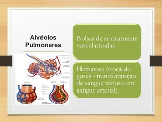 Alvéolos
Pulmonares
 